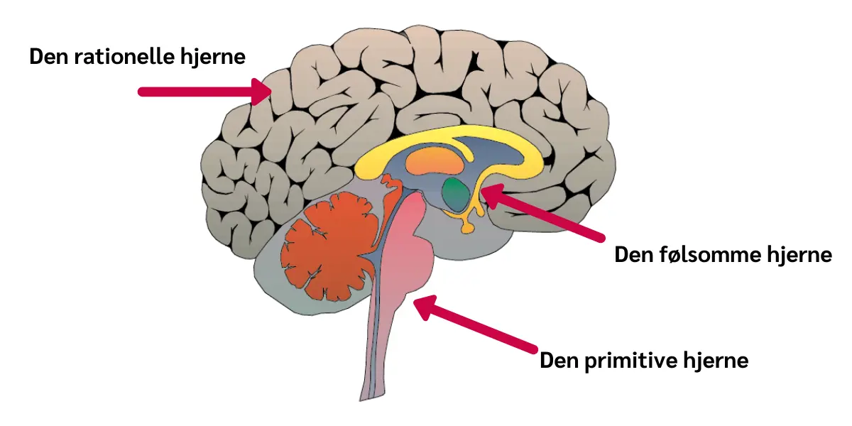 Hjerne Illutration